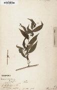 Alexander von Humboldt Panicum ruscifolium oil painting